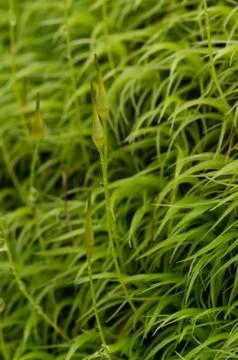 Moss sporophyte. Stock Photos