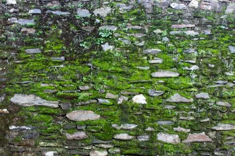 Moss spread on masonry stone wall Stock Photos
