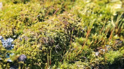 Moss in spring forest. shot with slider shot. Stock Footage 3416982