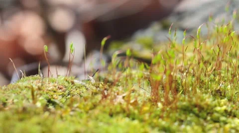 Moss in spring forest. shot with slider shot. Vídeo Stock 3423236