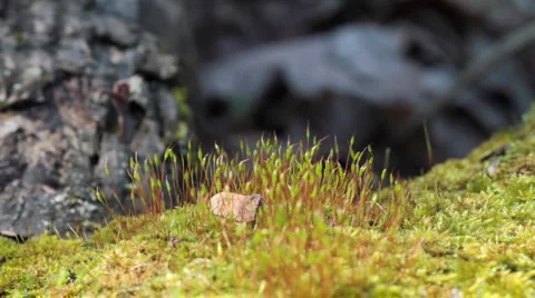 Moss in spring forest. shot with slider shot. Видео 3432831