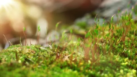 Moss In Spring Forest. Shot Slider. Stock Footage 20586222