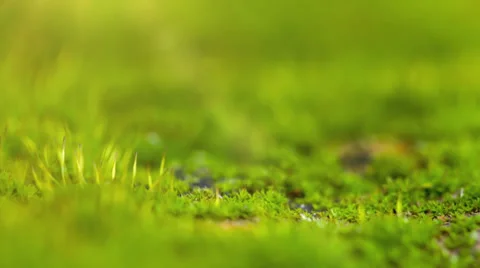 Moss In Spring Forest. Shot Slider Video stock 32906383