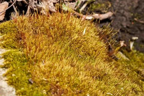 Moss in spring on a garden plot. 스톡 사진