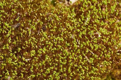 Moss in spring on a garden plot. 스톡 사진