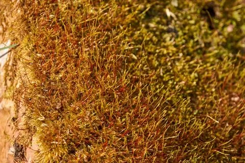 Moss in spring on a garden plot. Stock-Fotos