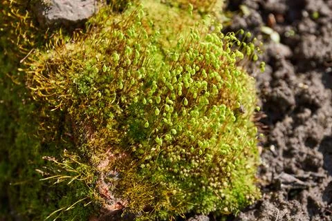 Moss in spring on a garden plot. Foto stock