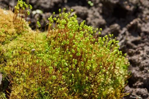 Moss in spring on a garden plot. Stock Photos