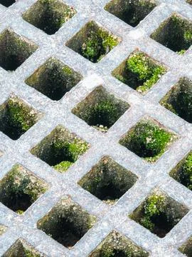 Moss in square concrete grate Stock Photos