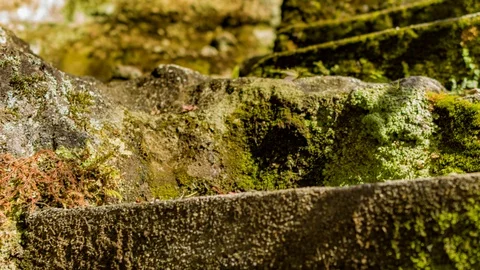 Moss The stairs 8K Video stock 100965846
