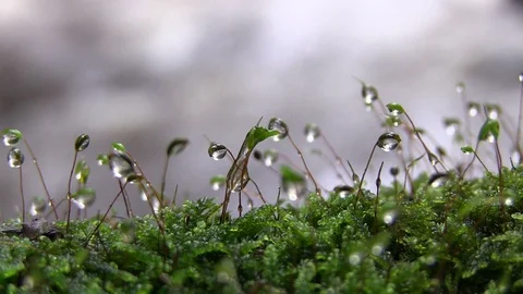 Moss Stems with Water Droplets on them with River in Background UK Stock Footage 114111484