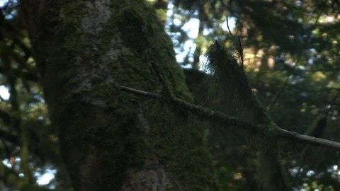 Moss Still Shot Stock Footage 119892742