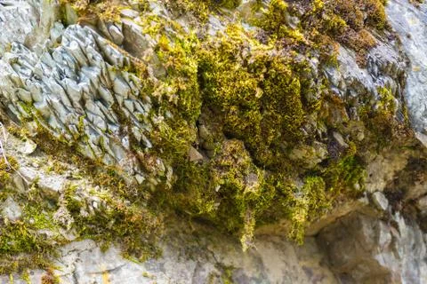 Moss on the stone closeup Stock Photos