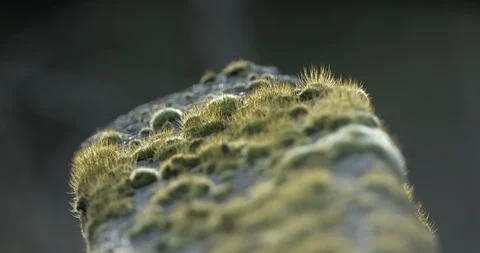 Moss on a stone Stock Footage 120940562