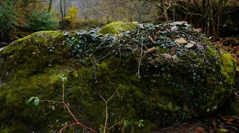 Moss on a stone in the forest Stock Photos