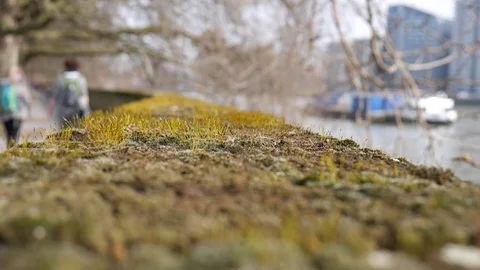 Moss on stone handrails. Stock Footage 81084068