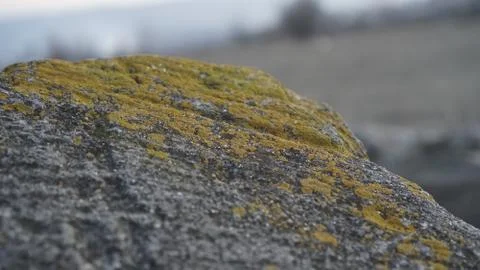 Moss on a stone in macro shot Stock Photos