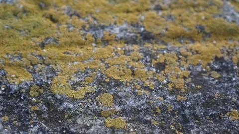 Moss on a stone in macro shot Stock Photos