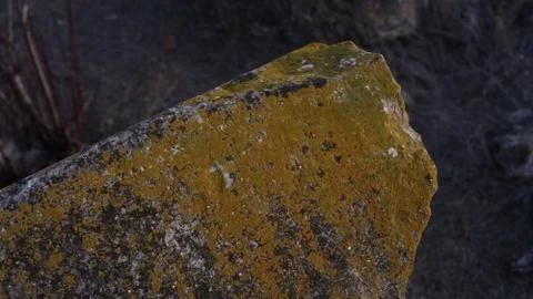 Moss on a stone in macro shot Stock Photos