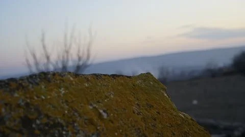 Moss on a stone in macro shot on sunset background Stock Photos