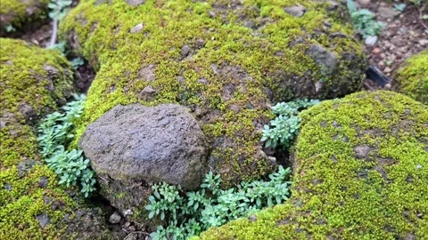 Moss on stone, moss-covered ground	 Stock Footage 326296131