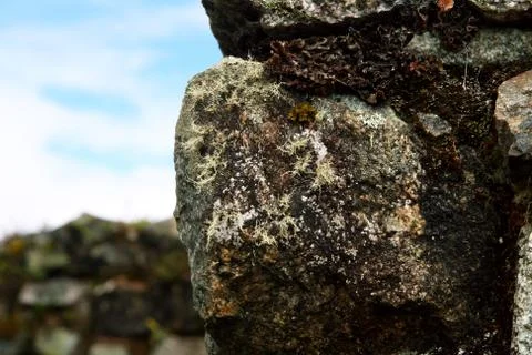 Moss on a stone Stock Photos