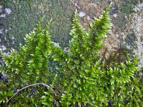 Moss on a stone Stock Photos