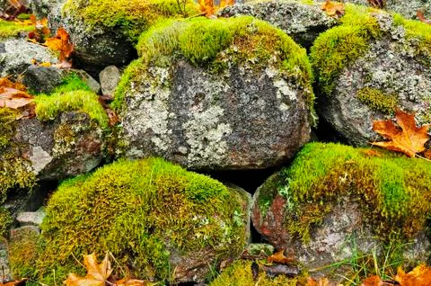 Moss on stone Stock Photos