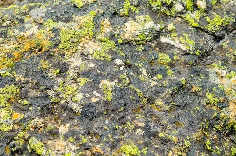 The moss on the stone Foto stock