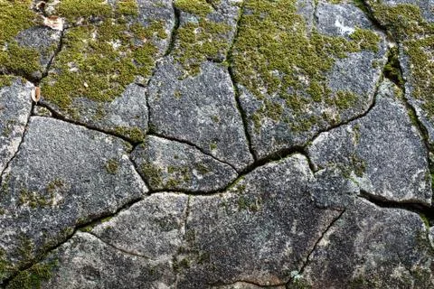 Moss on the stone Stock Photos