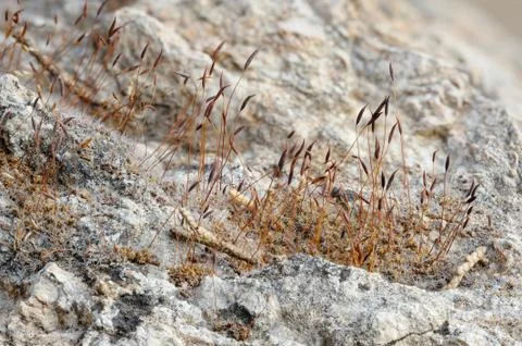 Moss on the stone Stock Photos