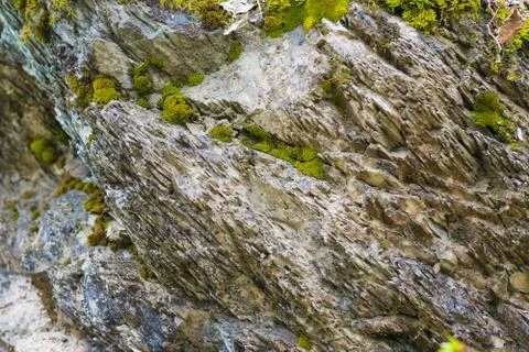 Moss on the stone Foto stock