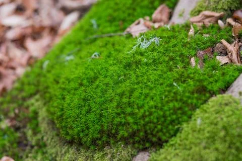 Moss on the stone Fotos Stock