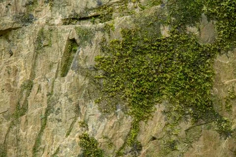 Moss on the stone Stock Photos