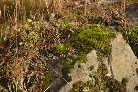 Moss stone Фото