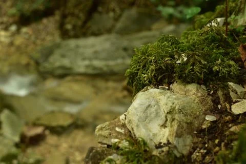 Moss on a stone Stock Photos