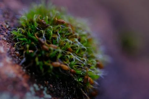 Moss On Stone Stock Photos