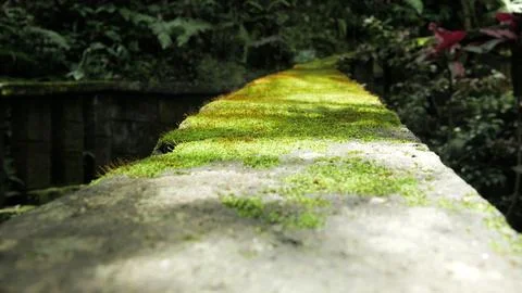 Moss on the stone Stock Photos