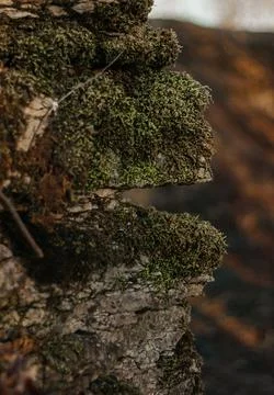 Moss on the stone Foto stock