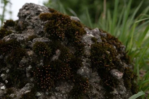 Moss on the stone Stock Photos