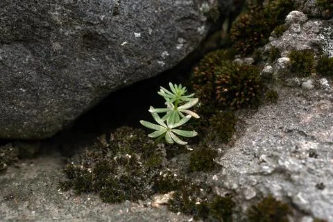 Moss on the stone Stock Photos