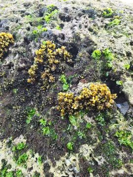 Moss on the stone Stock Photos