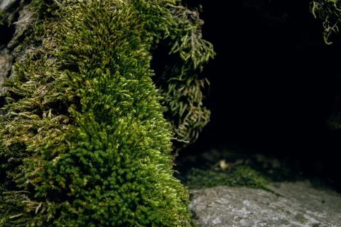 Moss on stone in shadow of forest cave close up Stock Photos
