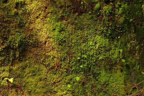 Moss stone texture green yellow dramatic lighting texture lush cover of a sto Stock Photos