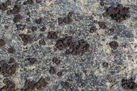 Moss on the stone texture Stock Photos