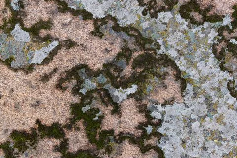 Moss on a stone texture Photos
