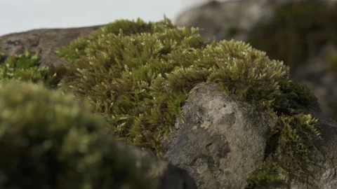 Moss on stone wall in forest, natural texture Stock Footage 331036121