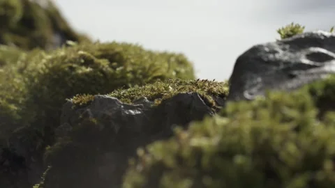 Moss on stone wall in forest, natural texture Stock Footage 331036134