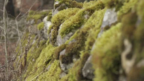 Moss on stone wall in forest, natural texture Video stock 331036135