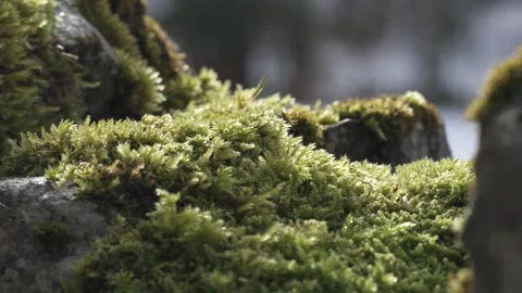 Moss on stone wall in forest, natural texture Stock Footage 331036136